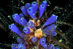Roatan Aggressor Liveaboard - Honduras.